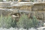 PICTURES/Crow Canyon Petroglyphs - Big Warrior Panel/t_P1200039.JPG